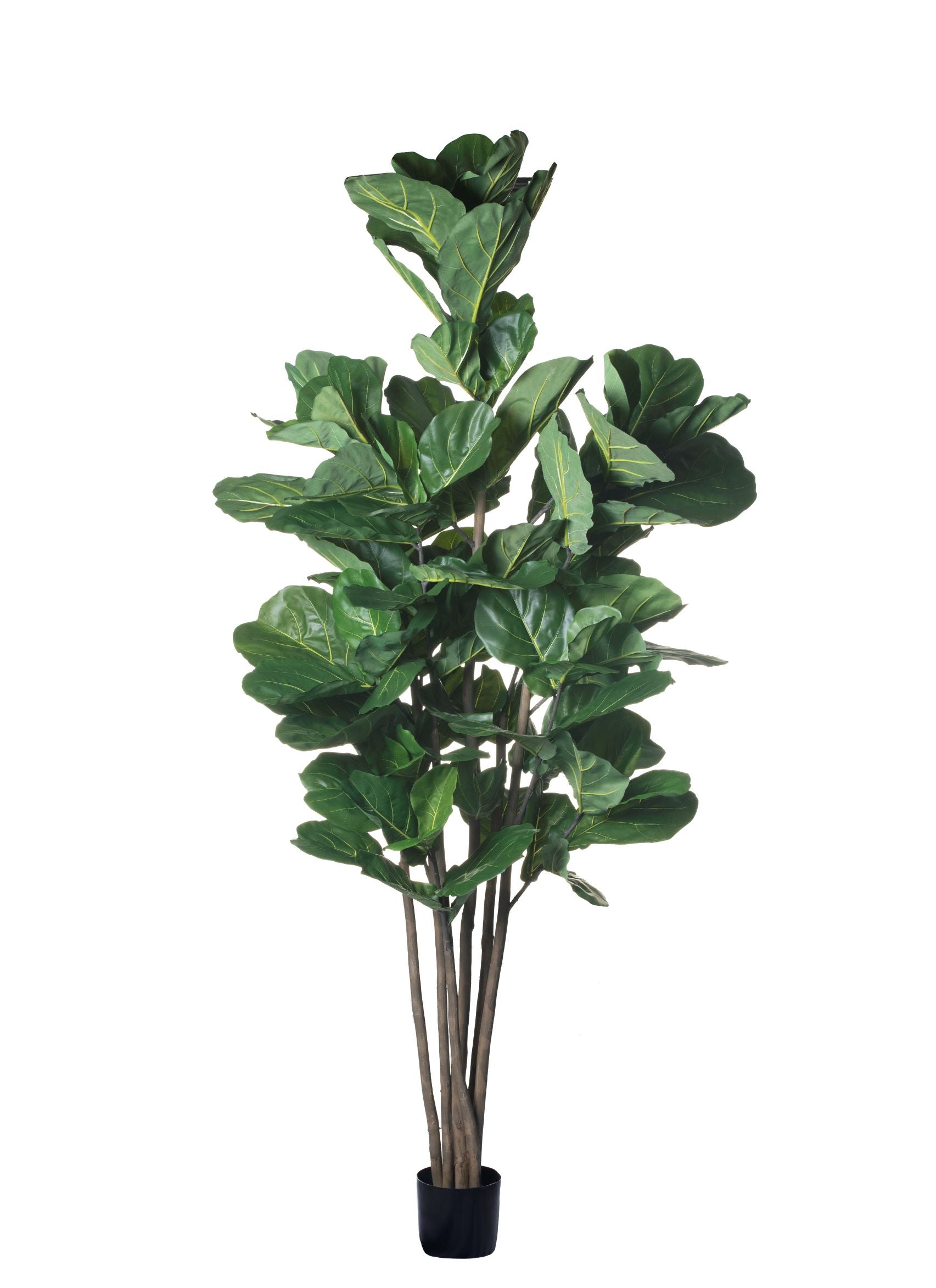 6.5' Fiddle Leaf Fig Tree        FP1128