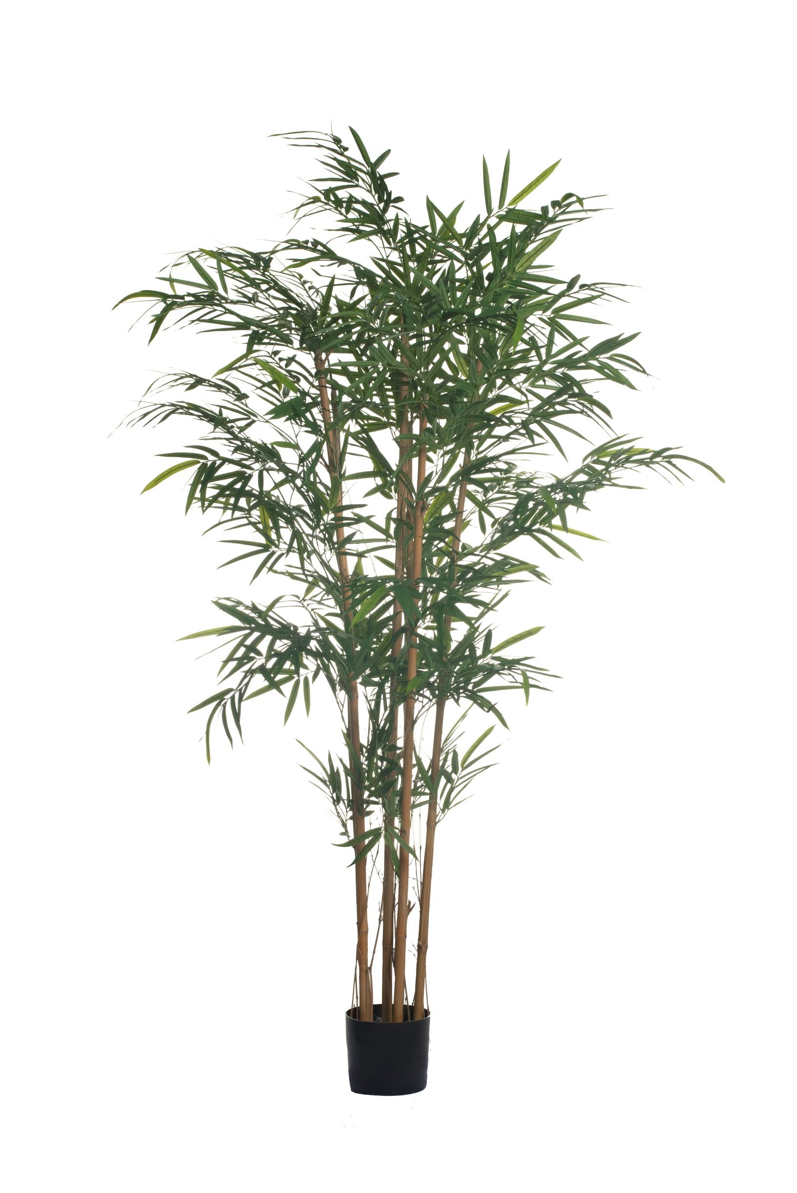 6' Bamboo Tree-Natural Stocks   FP1130