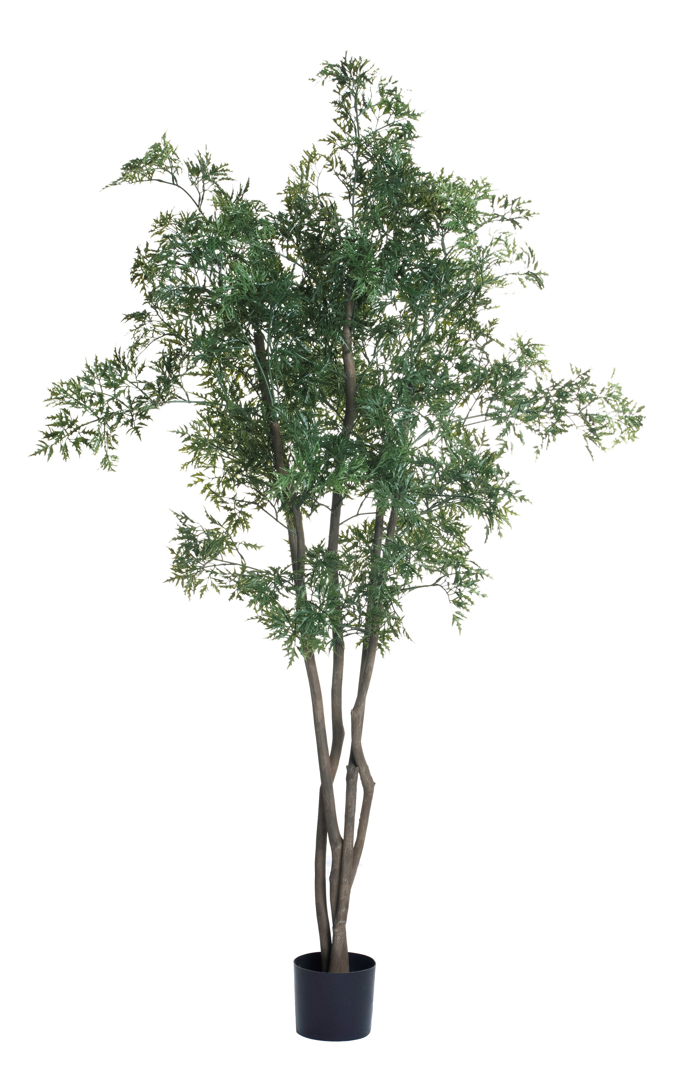 6' Ming Aralia Tree FP1135