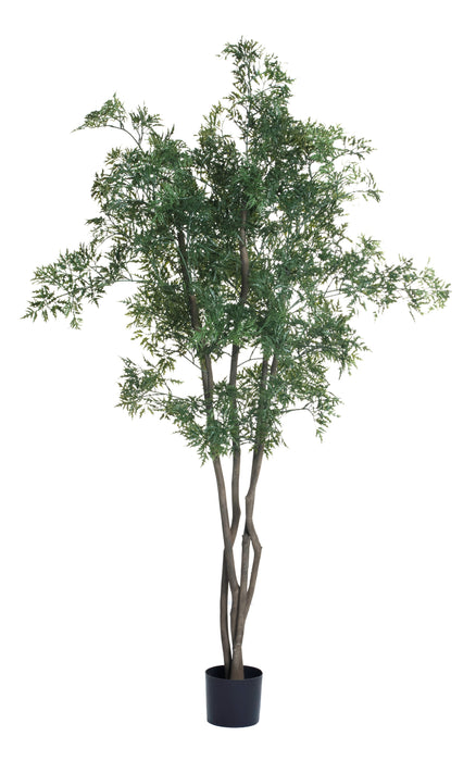 6' Ming Aralia Tree FP1135