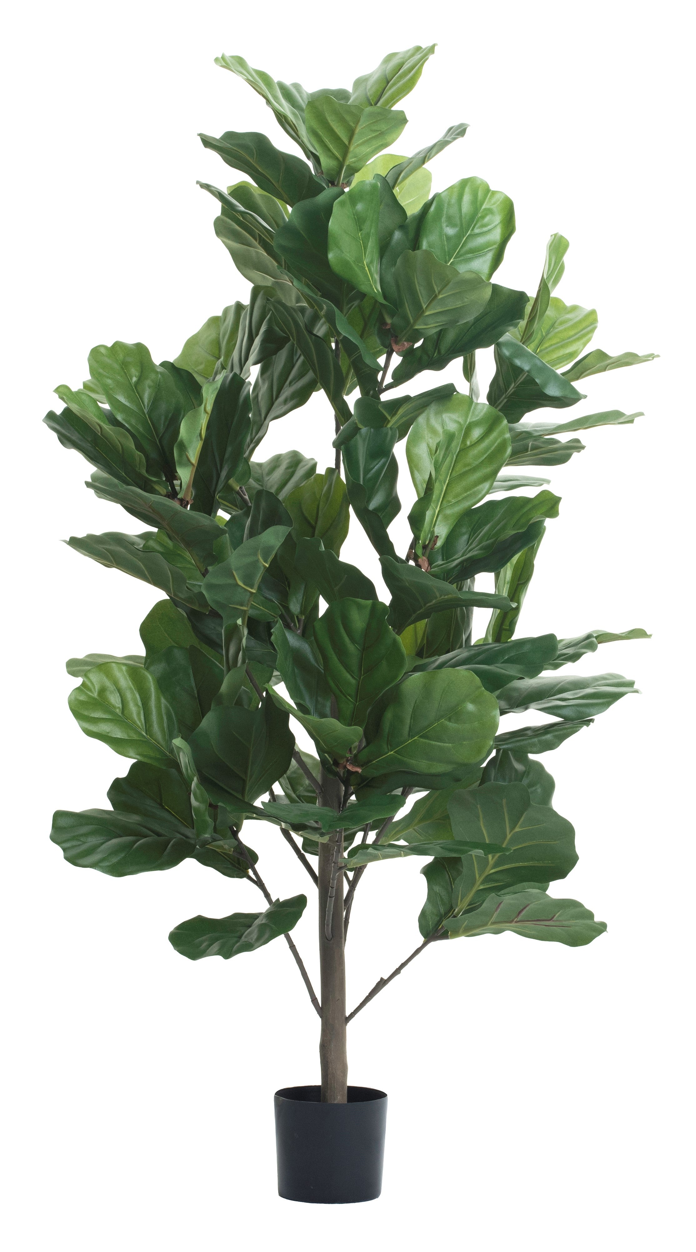 4' Fiddle Leaf Fig Tree FP1137