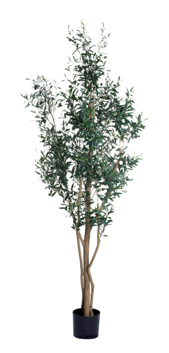 7' Olive Tree FP1141