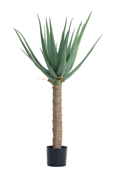 3' Aloe Plant FP1143