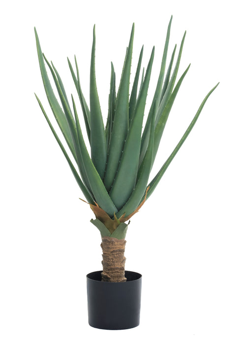 3' Aloe Plant FP1144