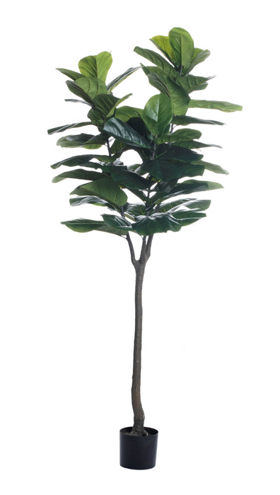 7' Fiddle Leaf Fig Tree    FP1146