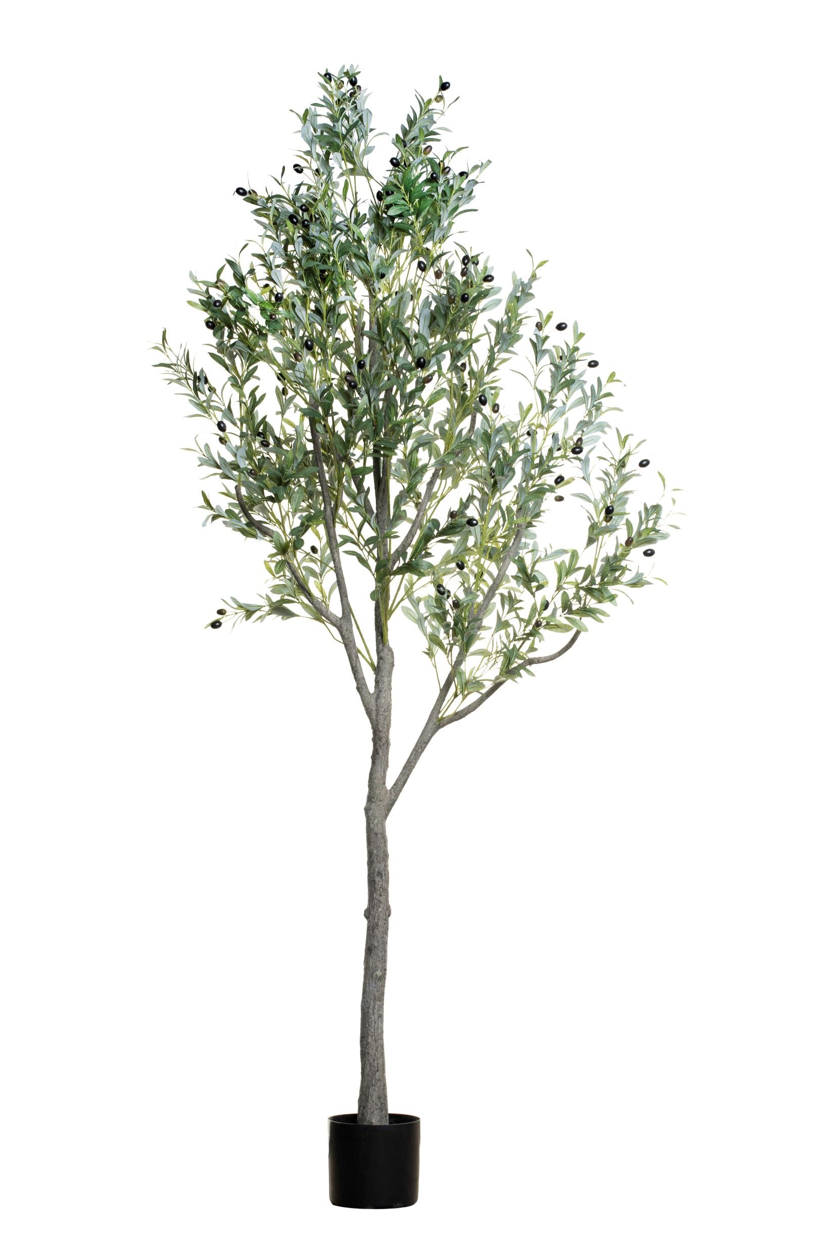 8’ Olive Tree    FP1153