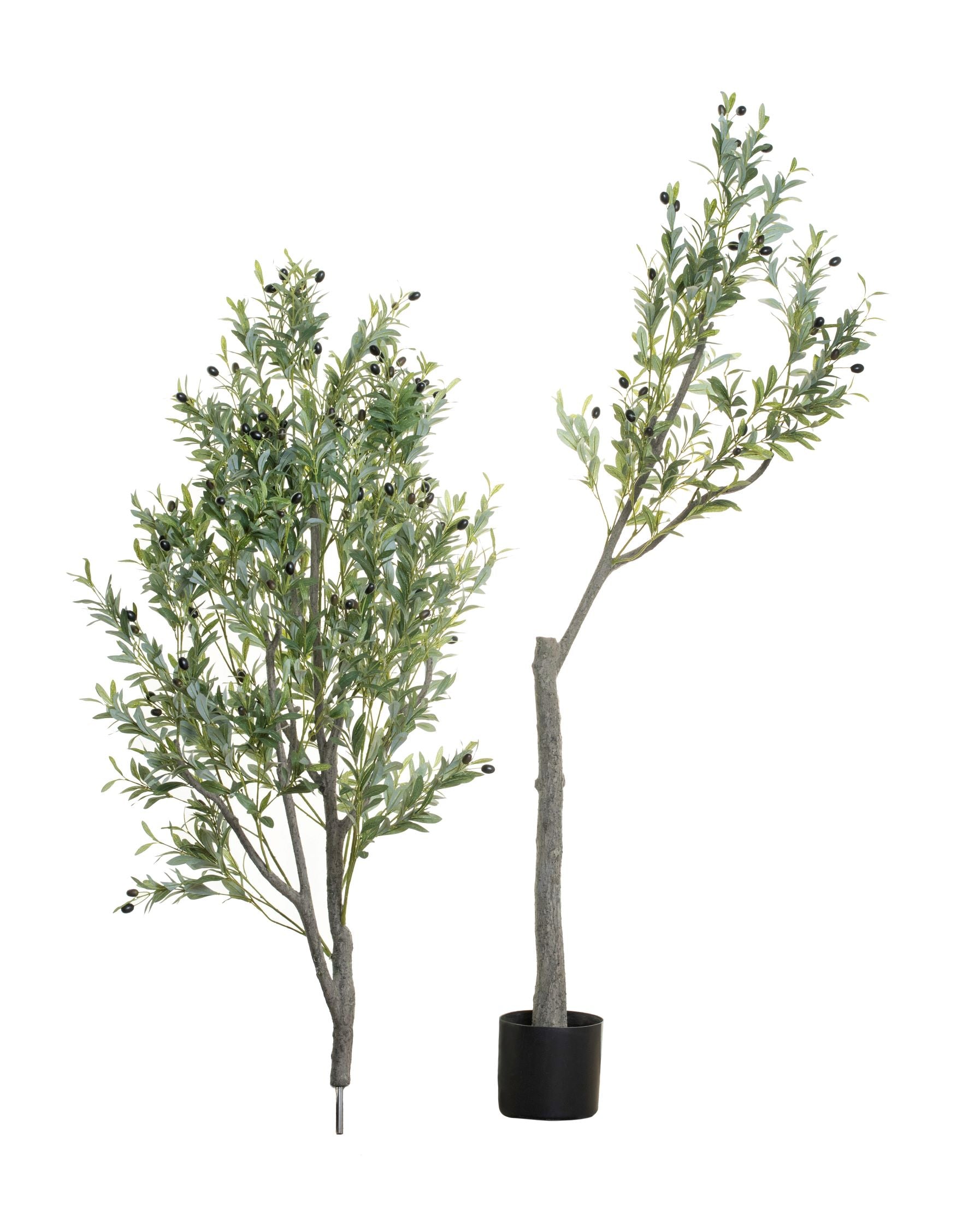 8’ Olive Tree    FP1153