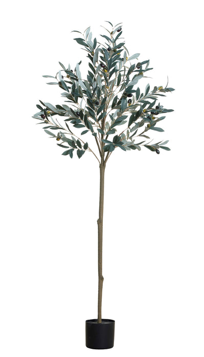 5’ Olive Tree    FP1157