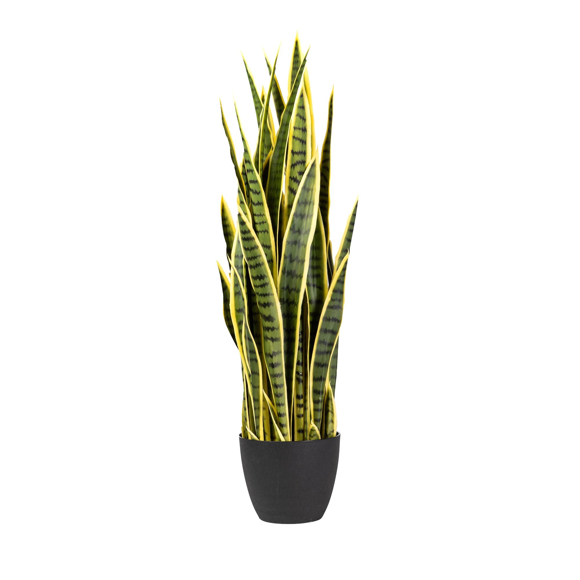 3’ Snake Plant  Yellow/Green         FP1162