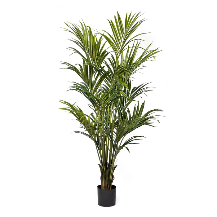 6.5' Kentia Palm Tree with 328 Leaves    FP1170
