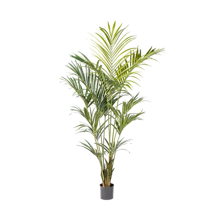 7’ Kentia Palm Tree with 294 Leaves    FP1172