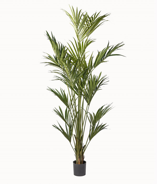 8’ Kentia Palm Tree with 290 Leaves      FP1174