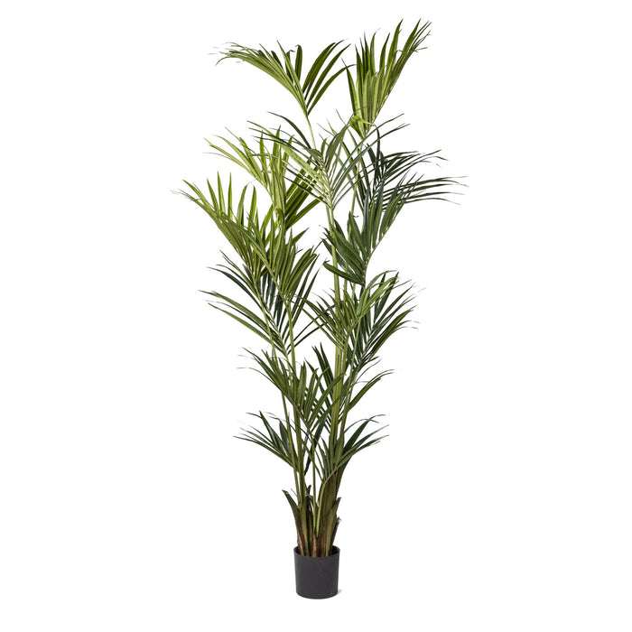 8’ Kentia Palm Tree with 330 Leaves     FP1175