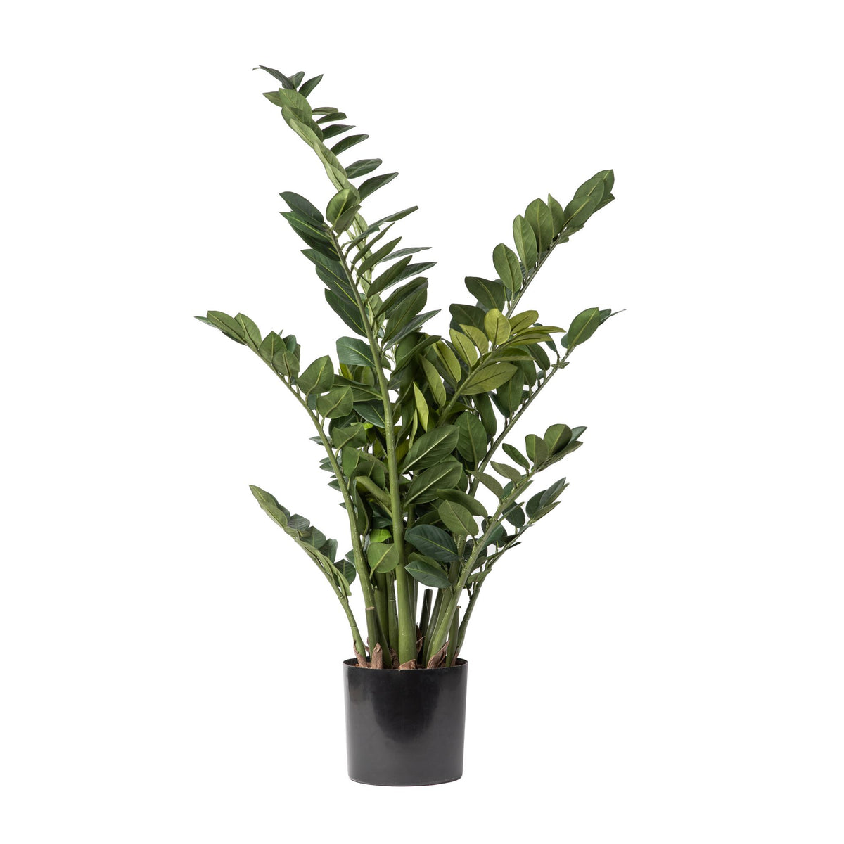 zz plant height and width 46" ZZ Plant FP1179