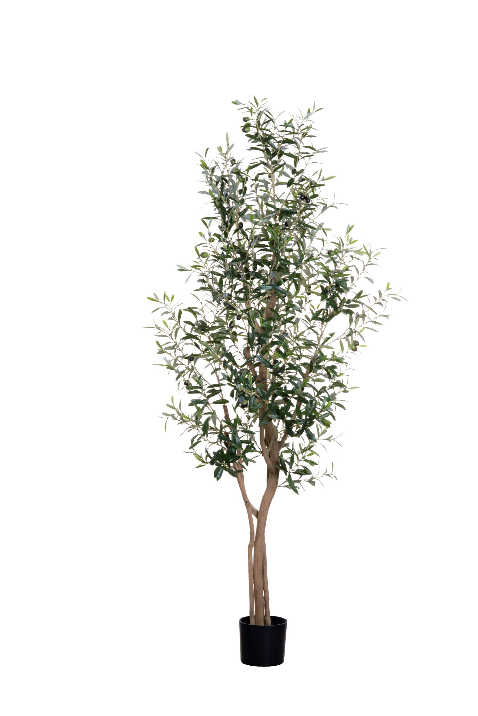 6' Olive Tree   FP1185