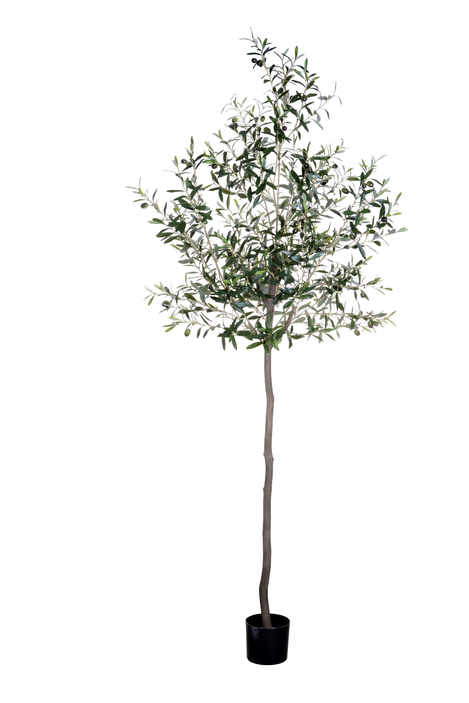 7’ Olive Tree   FP1186