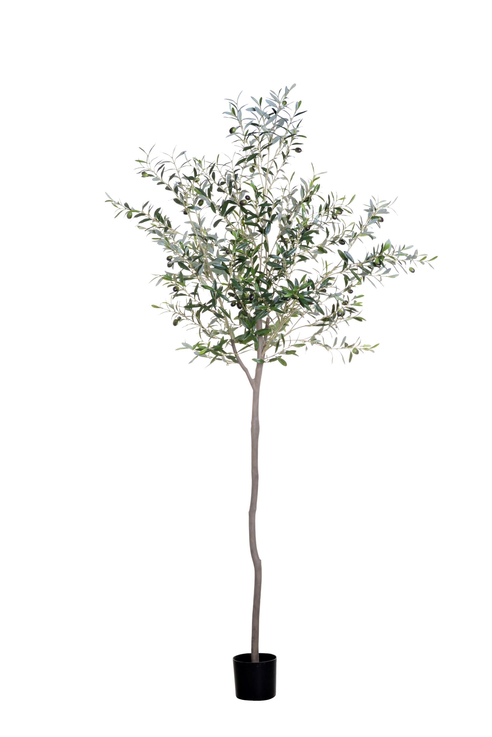 7’ Olive Tree   FP1186