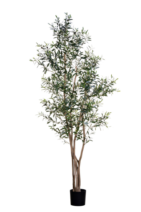 7.5' Olive Tree    FP1189