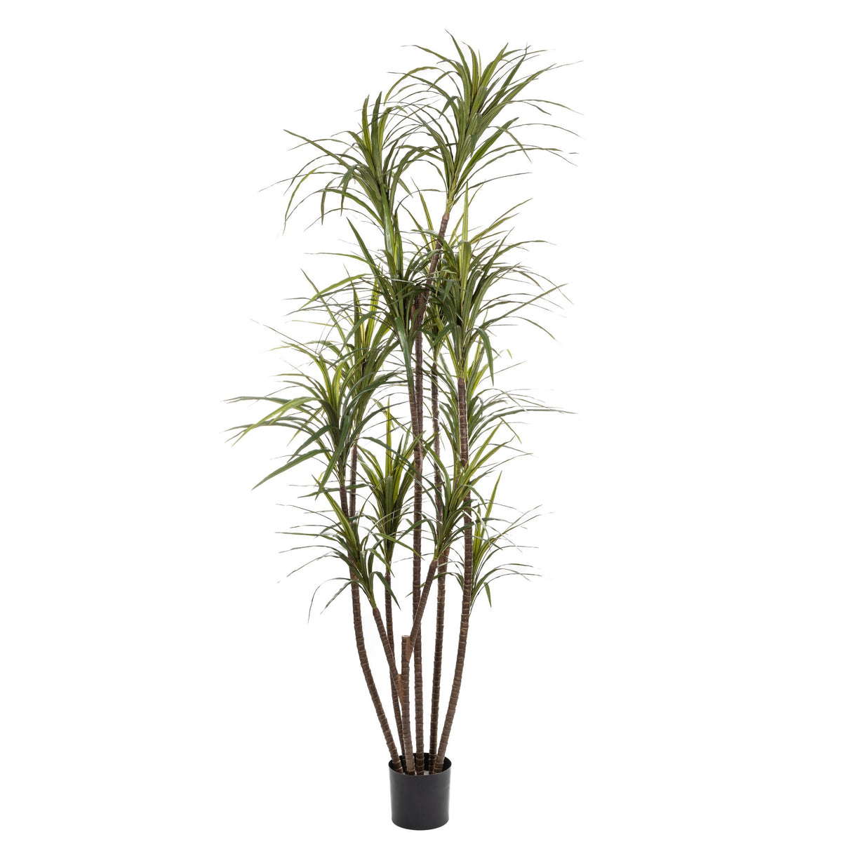 dracaena multiflora 7' Dracaena Marginata Tree FP1213
