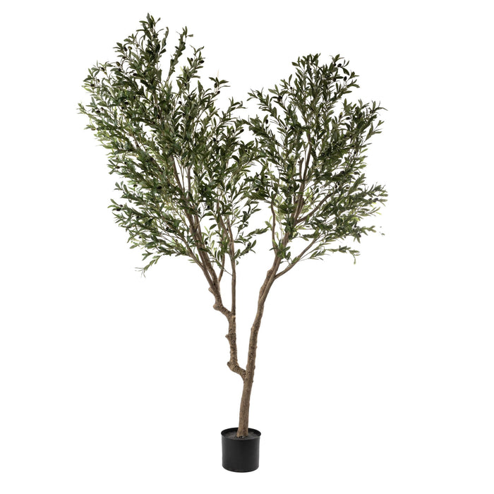 8' Olive Tree Multi Trunk XL   FP1224