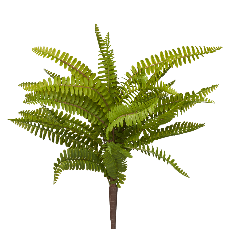 16" Boston Fern Bush FR1001