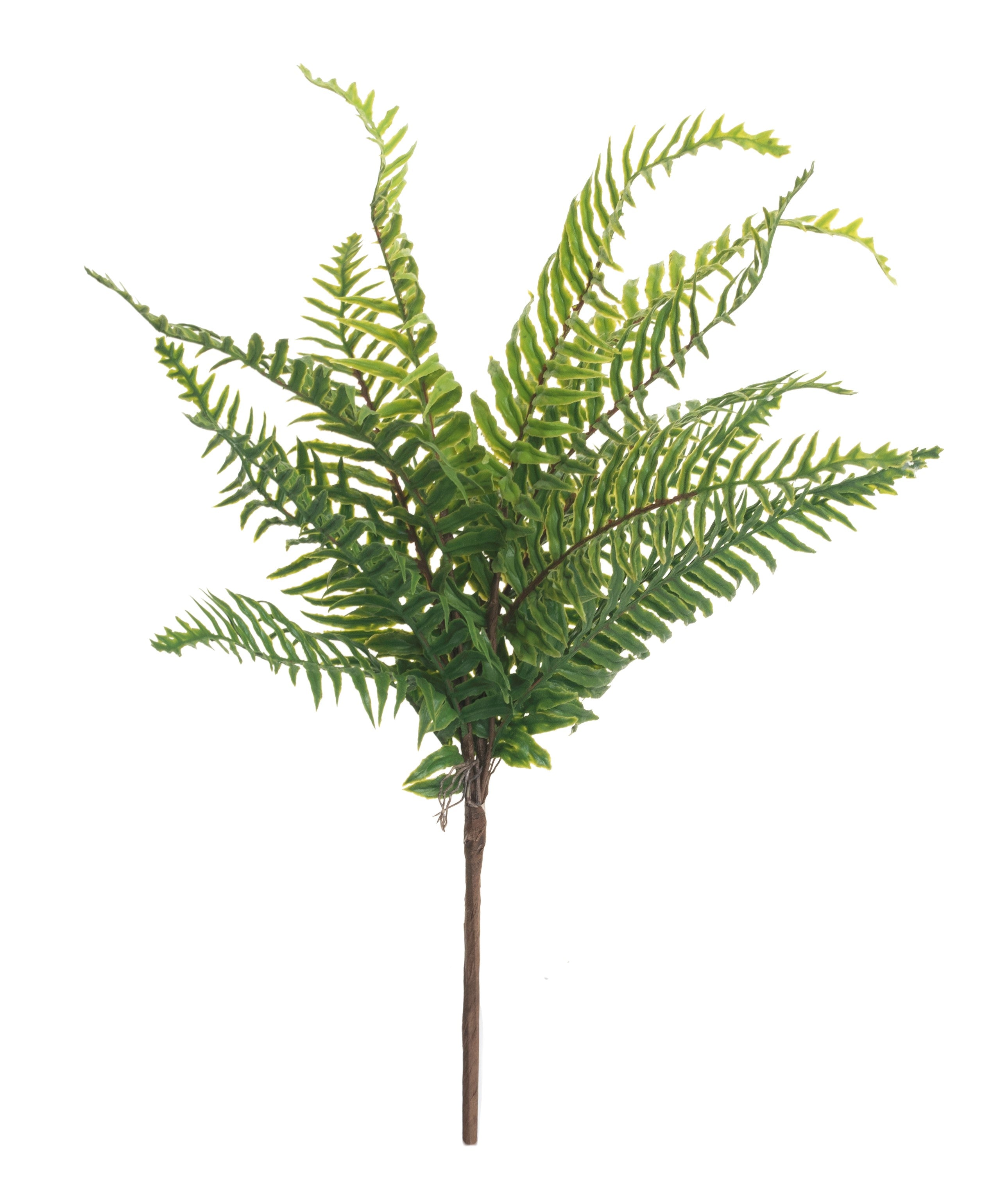 18" Boston Fern   FR1013