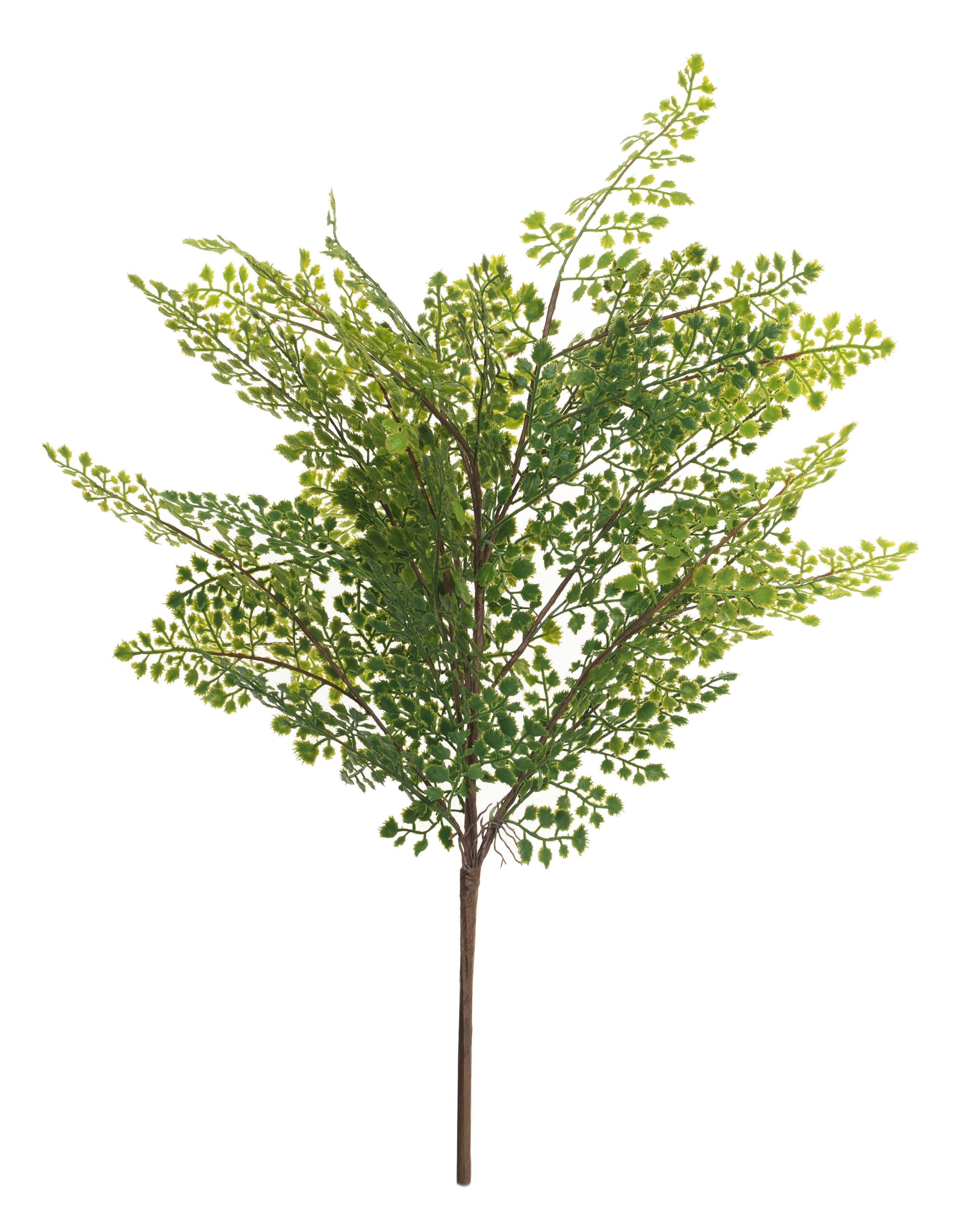 24" Maidenhair Fern    FR1019