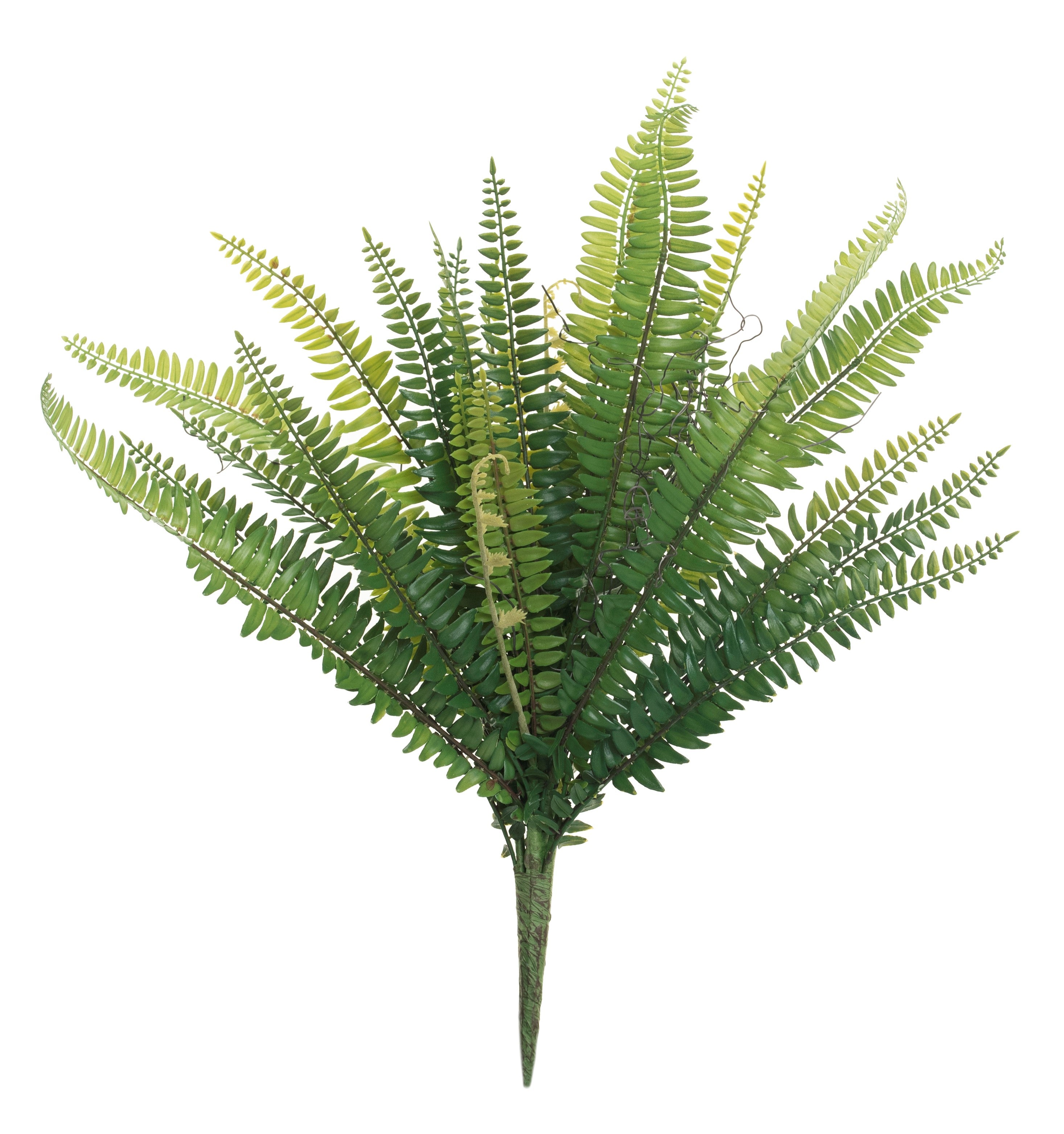 21" Boston Fern   FR1020