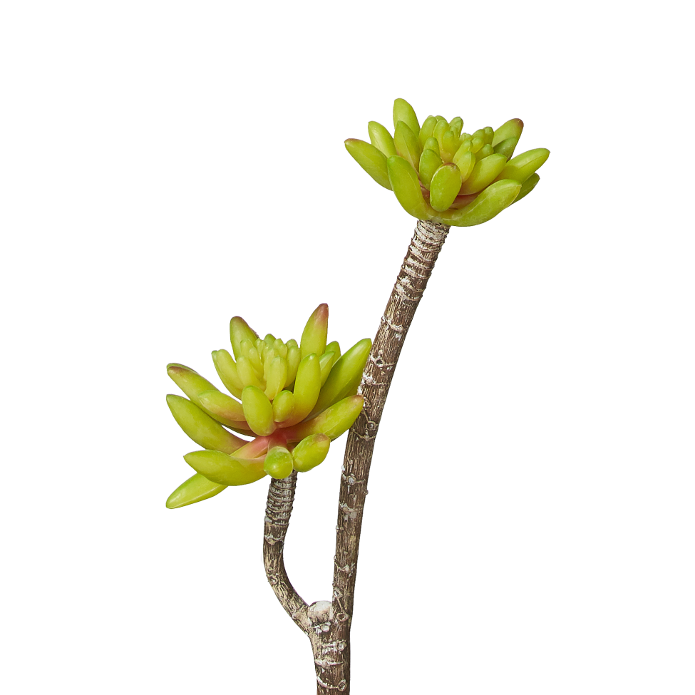 11" Aeonium Stem-2 Heads   MH1005