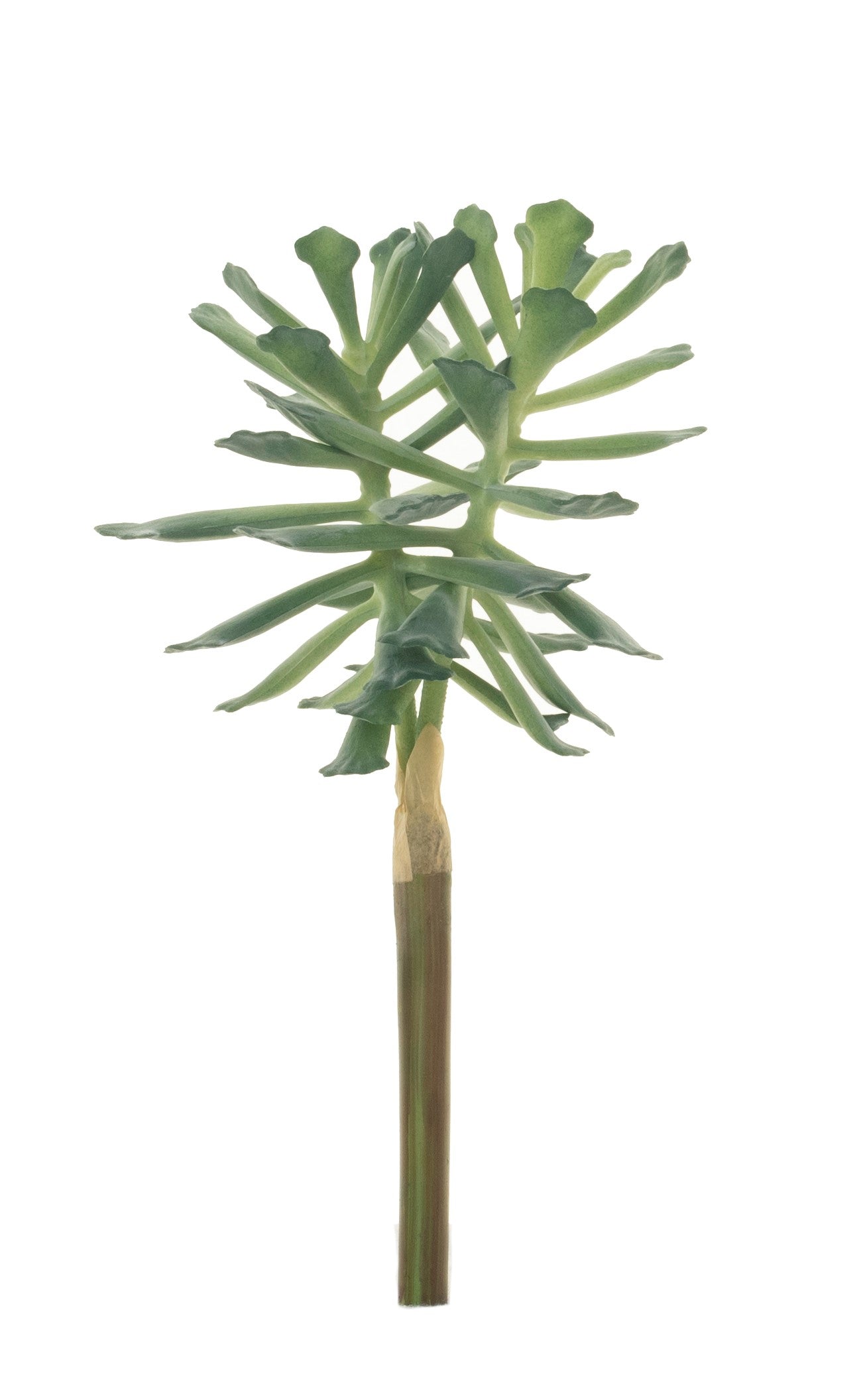 9" Succulent Stem   MH1021