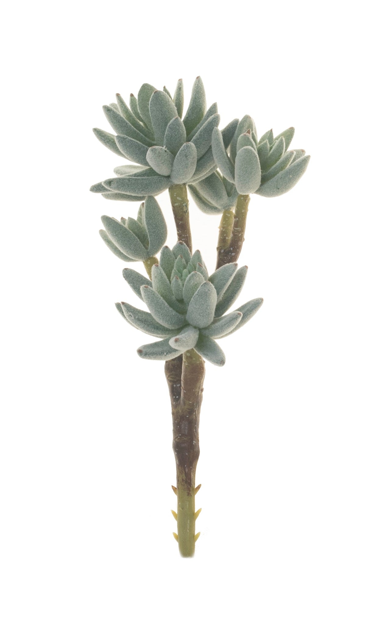 8" Succulent Stem- 5 Head Flocked   MH1022