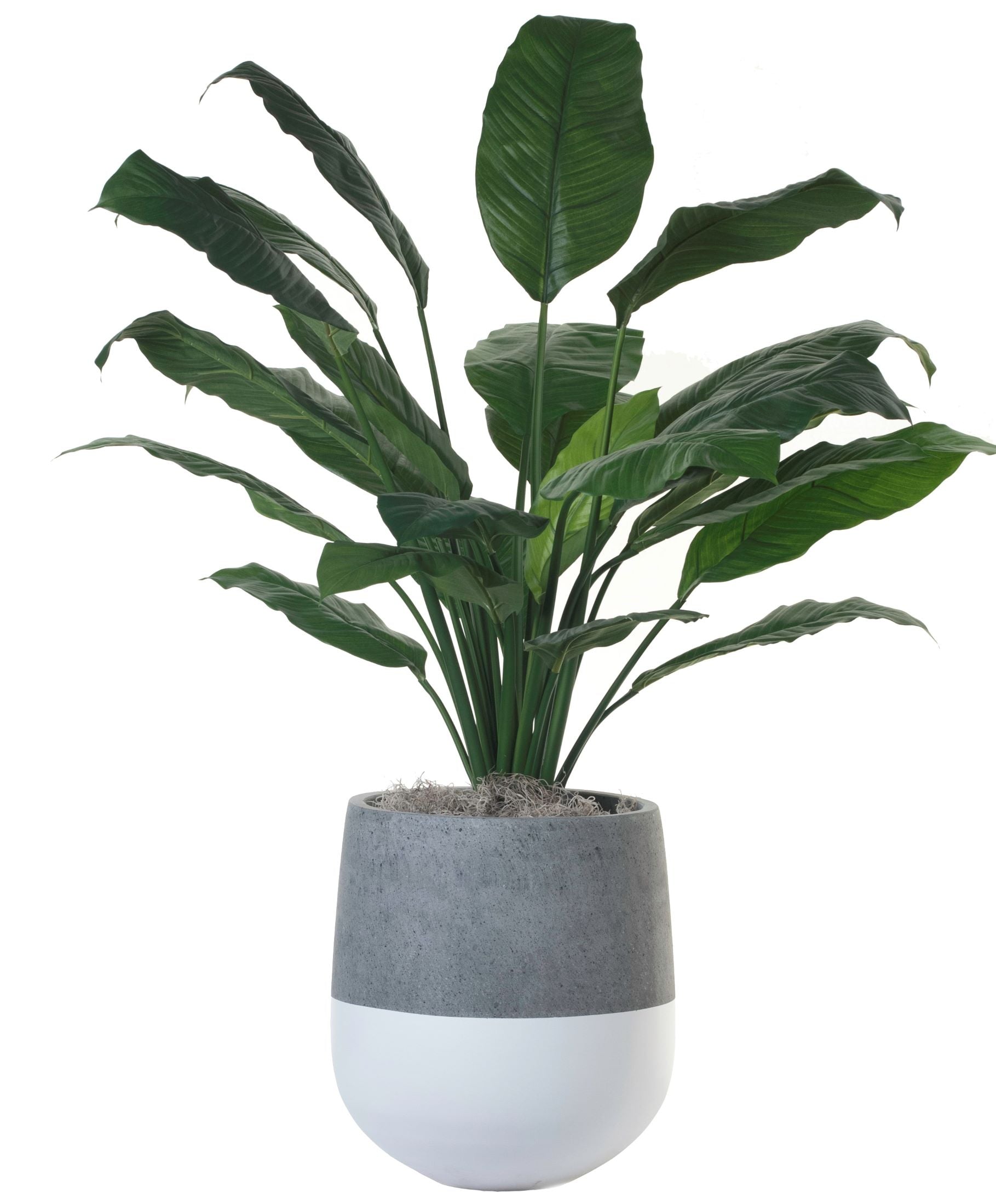 4' King Spathiphyllum FP1110