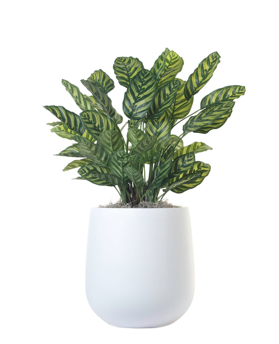 34” Chinese Evergreen in 15” White Abby Planter PC1111WHAB