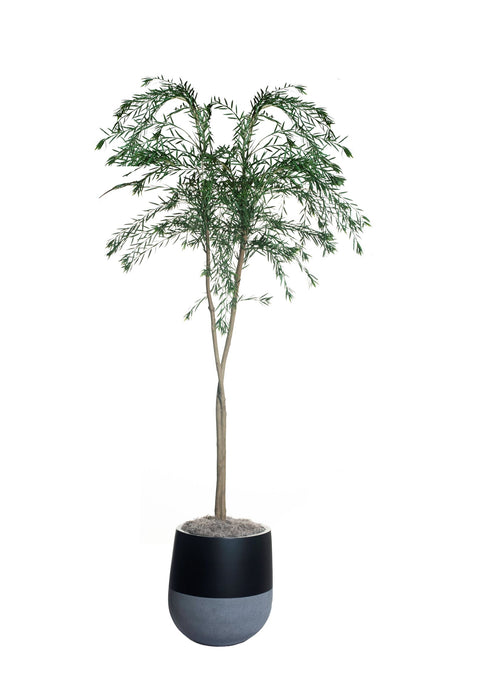 8’ Fern Pine Tree in a 19.5” Black Emma PC1118BKEM