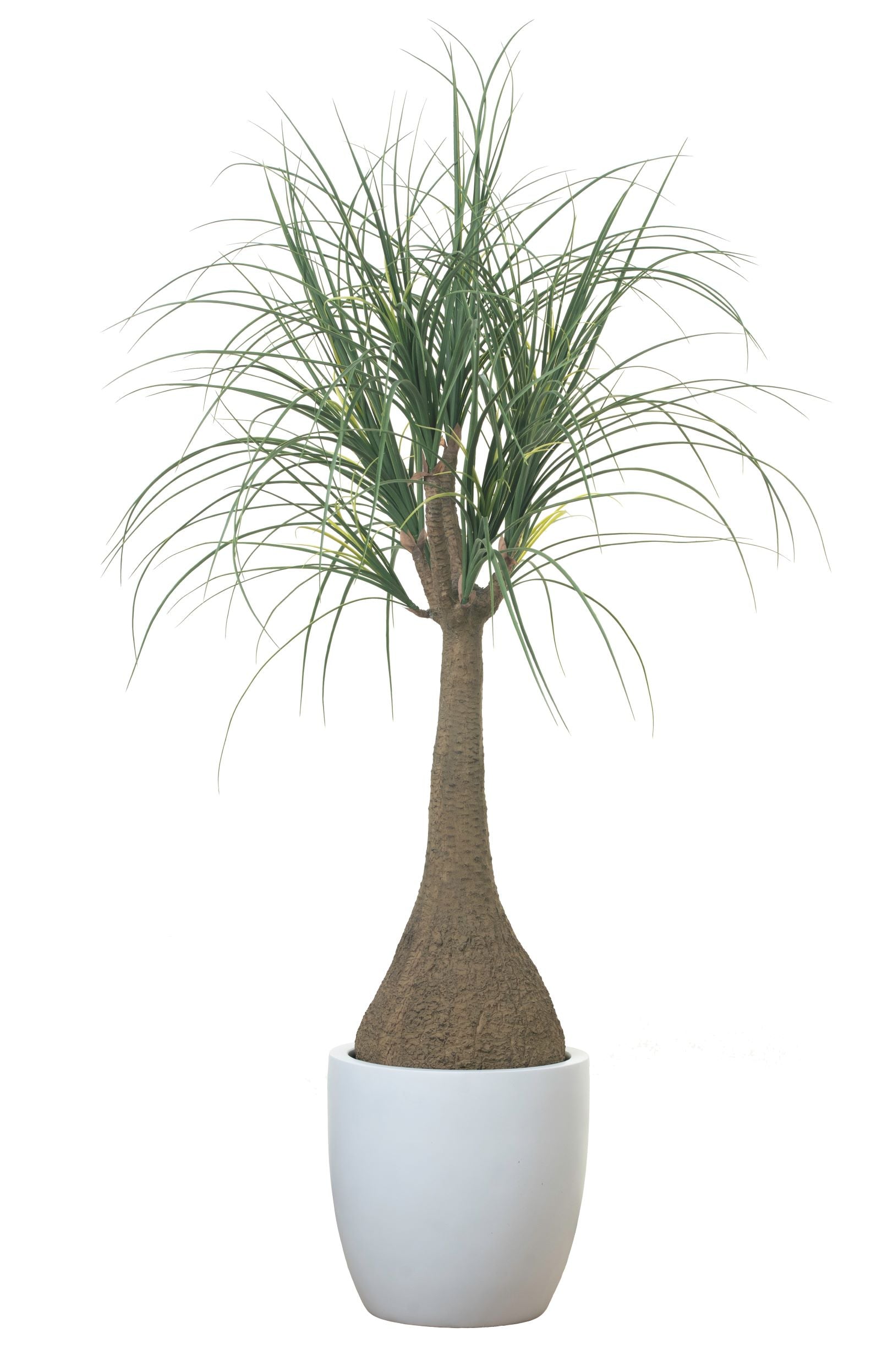 5’ Ponytail Palm Tree FP1121