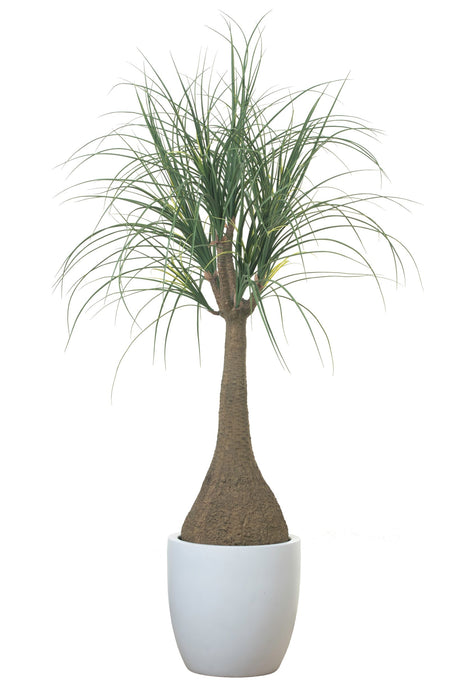 5’ Ponytail Palm Tree FP1121