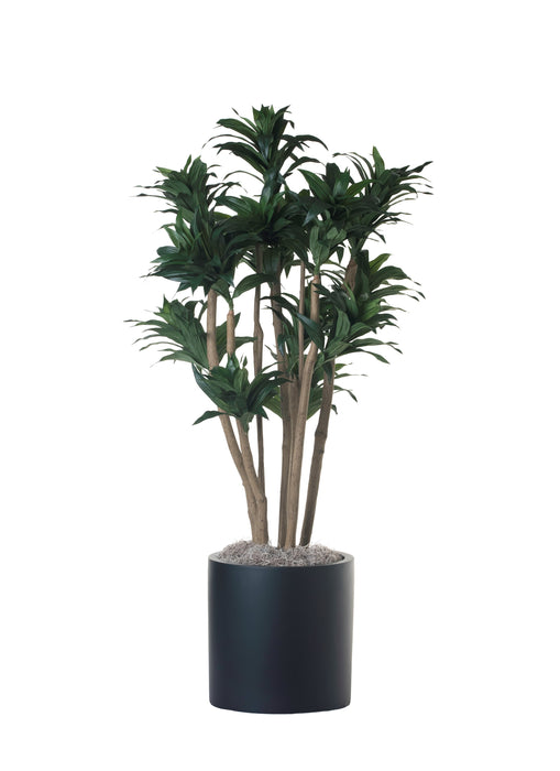 3’ Dracaena Tree in 13” Black Zander Planter PC1123BKZA
