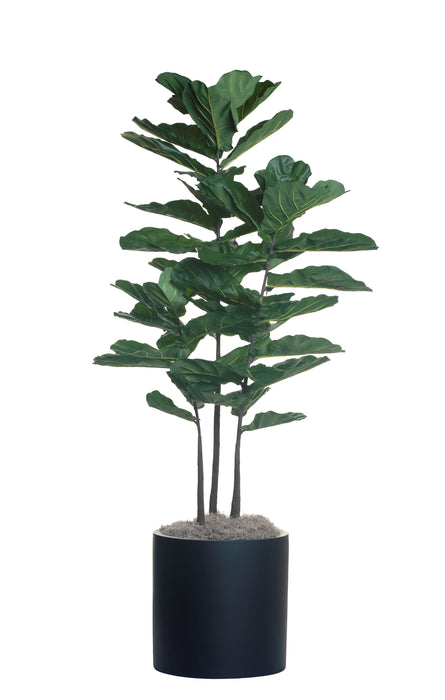 6’ Fiddle Leaf Fig Tree in 19” Black Zander Planter     PC1126BKZA