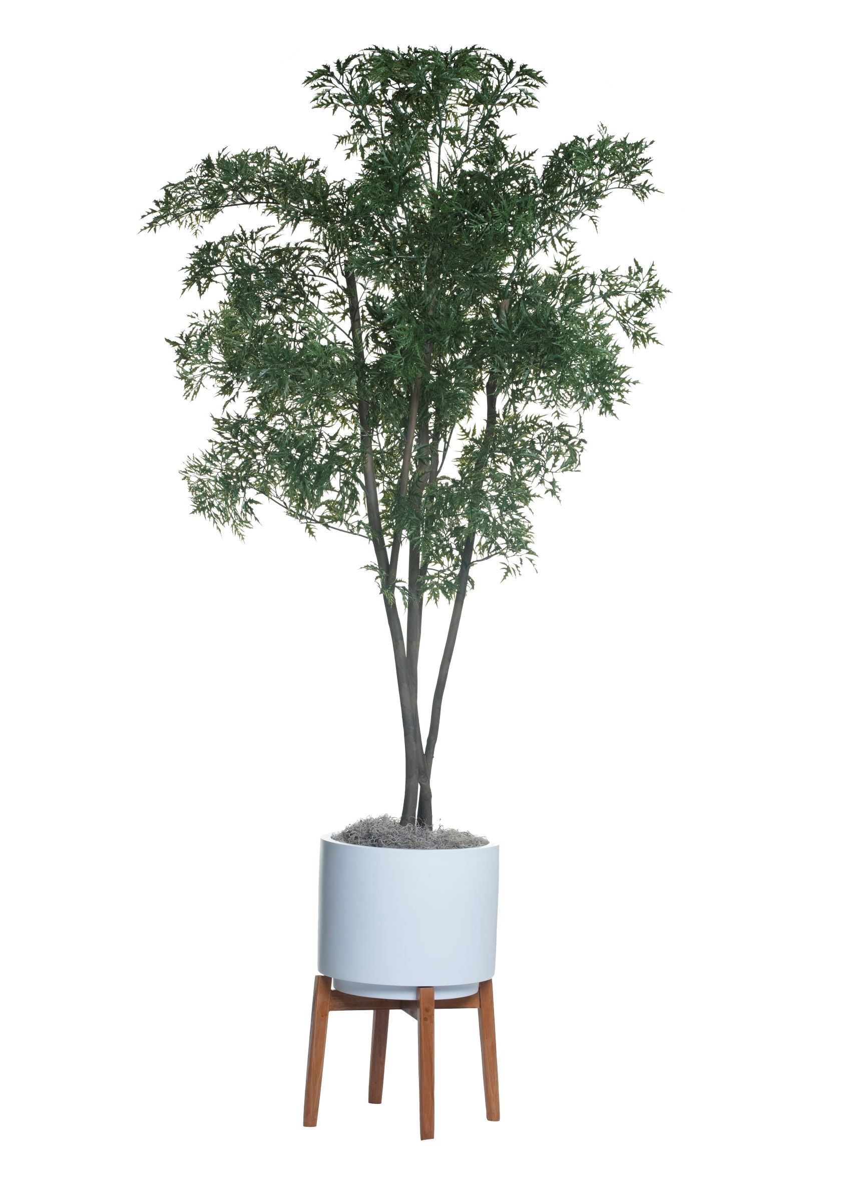 6' Ming Aralia Tree FP1135