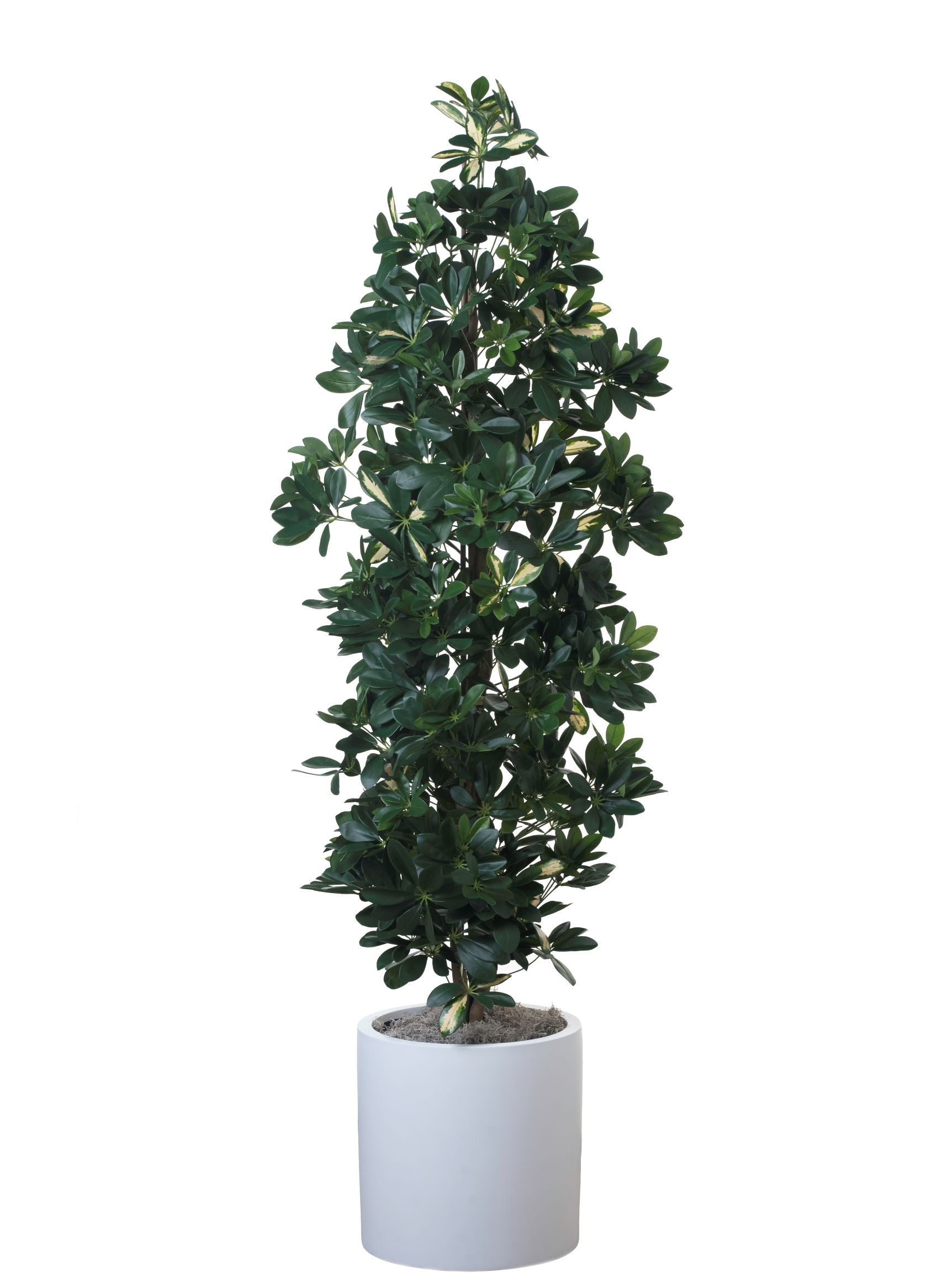 6' Schefflera      FP1140