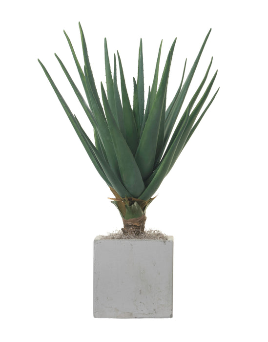 3’ Aloe Tree in 10” Balboa Planter PC1144CTBA