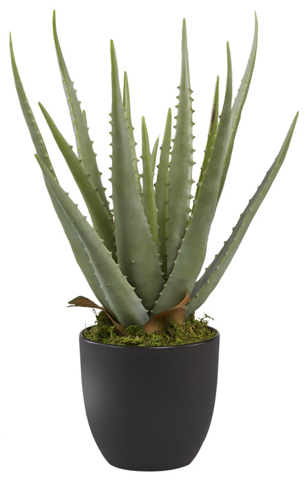17.5" Potted Aloe Plant    PP1006