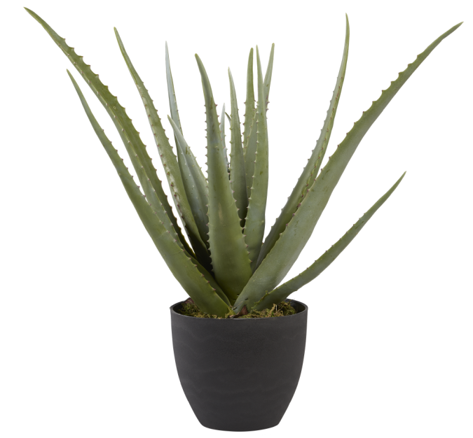 2' Potted Aloe Plant   PP1008
