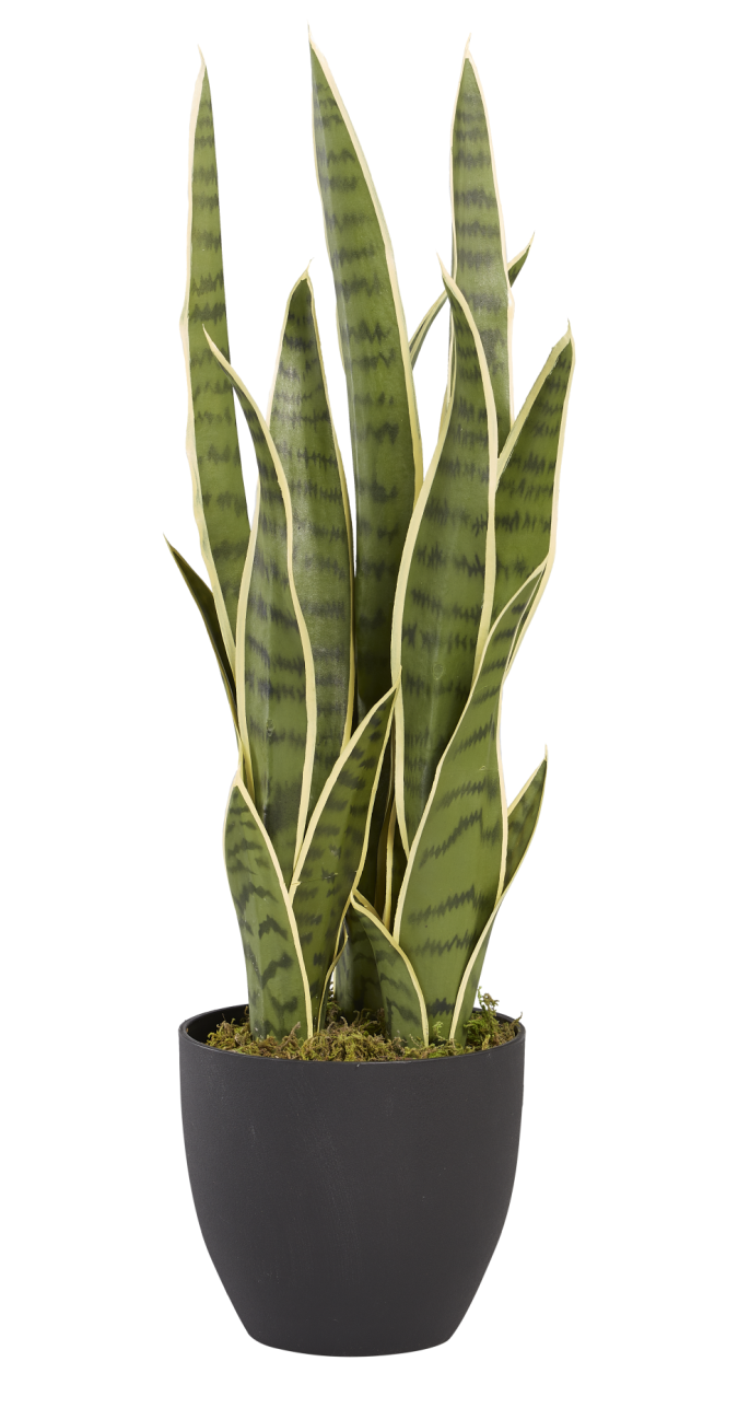 2' Snake Plant   PP1009