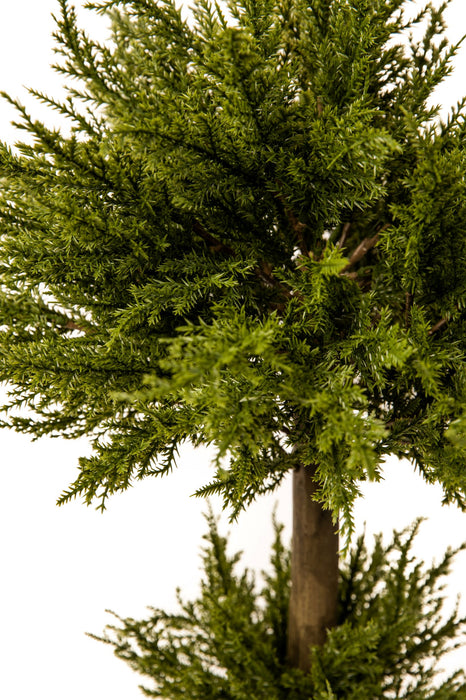 2' Cypress Topiary PP1011