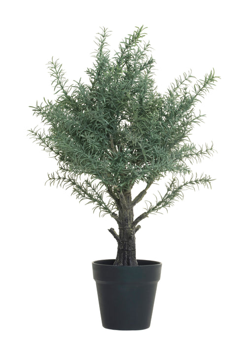 24" Potted Rosemary Tree   PP1022