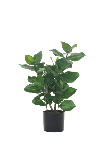 18" Potted Clusia Bush PP1023
