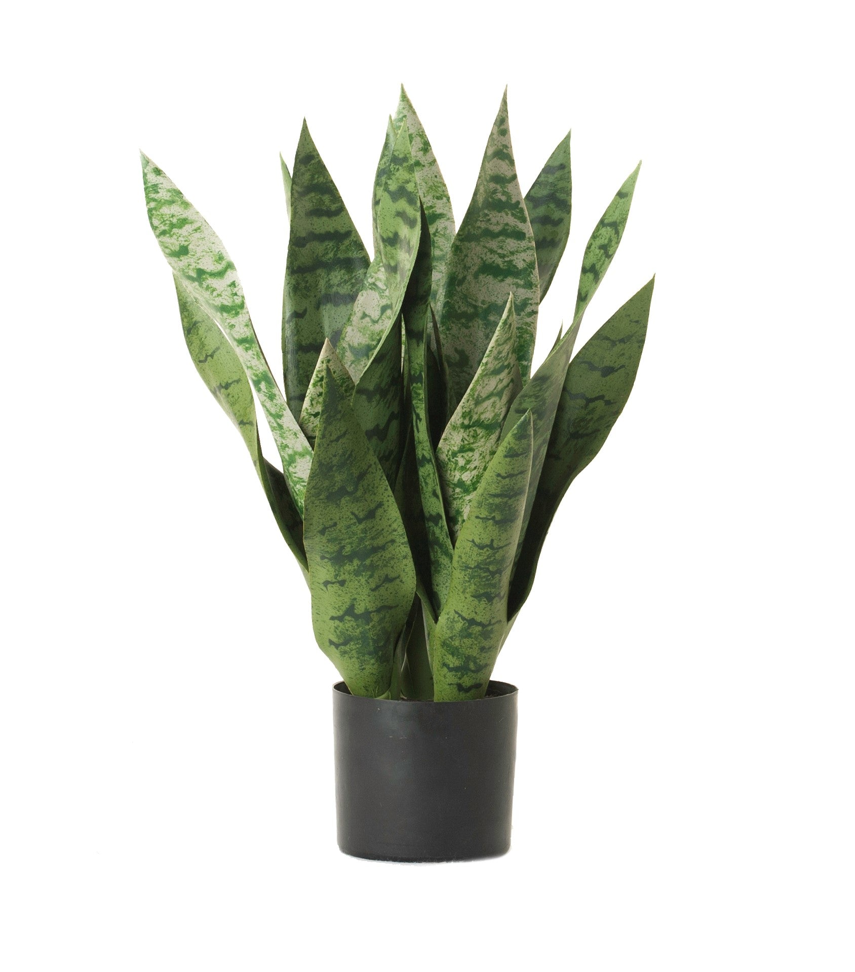 17" Snake Plant PP1024