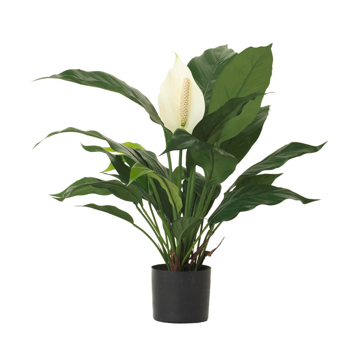 Evergreen, Monstera, Philodendron, and Spathiphyllum