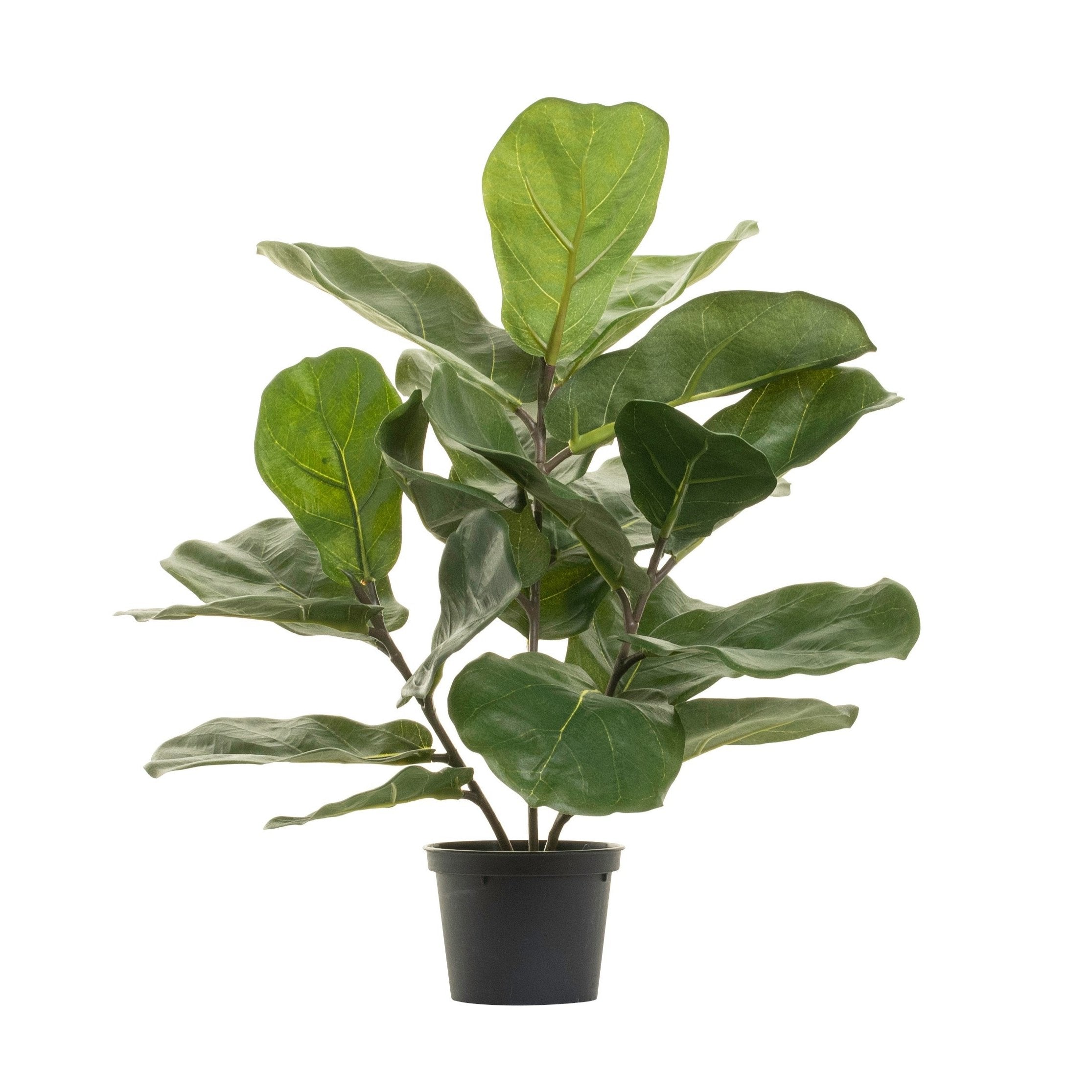 Fiddle Leaf Fig Tree  PP1028